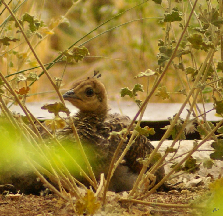 Pea-chick