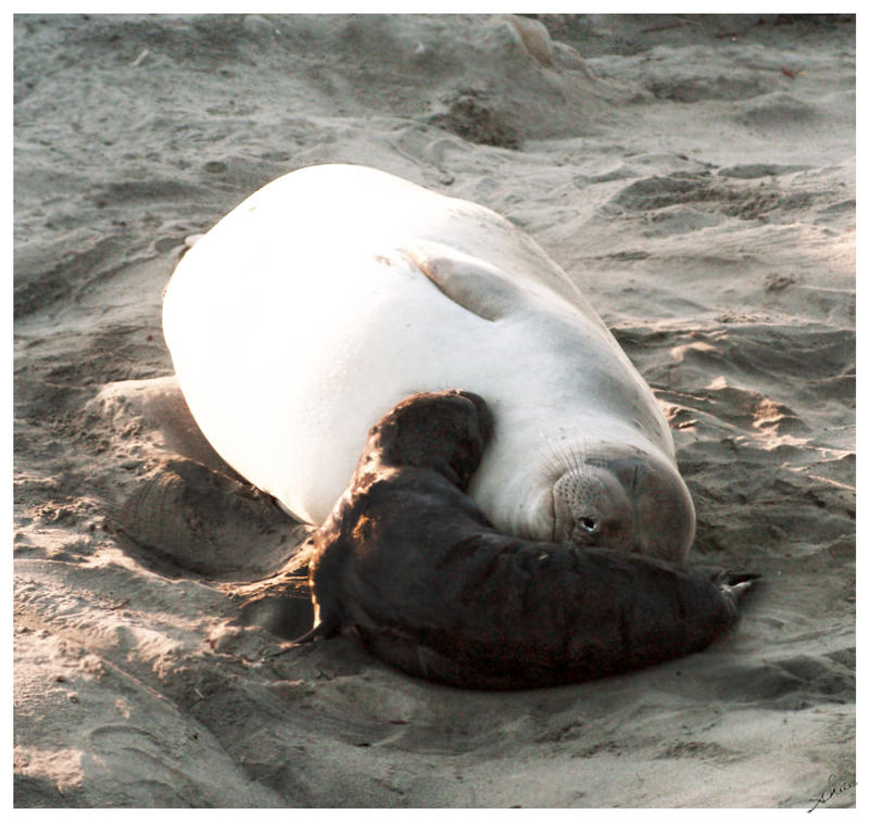 Cuddle-Elephant Seals