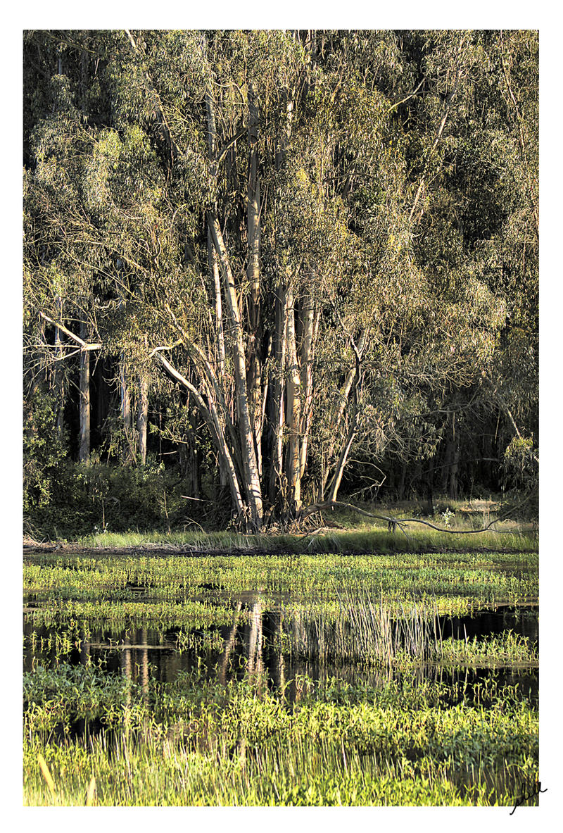 Reflecting Trees