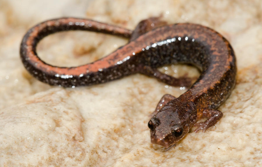 Plethodon serratus