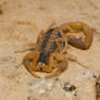 Striped bark scorpion