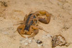 Striped bark scorpion by michael-ray