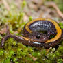 Plethodon angusticlavius