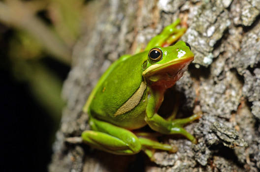 Hyla cinerea