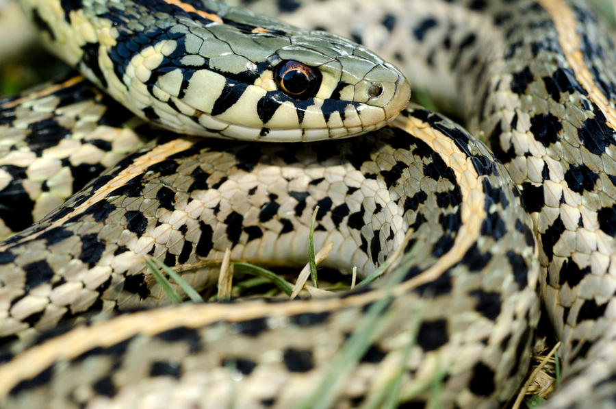 Thamnophis radix