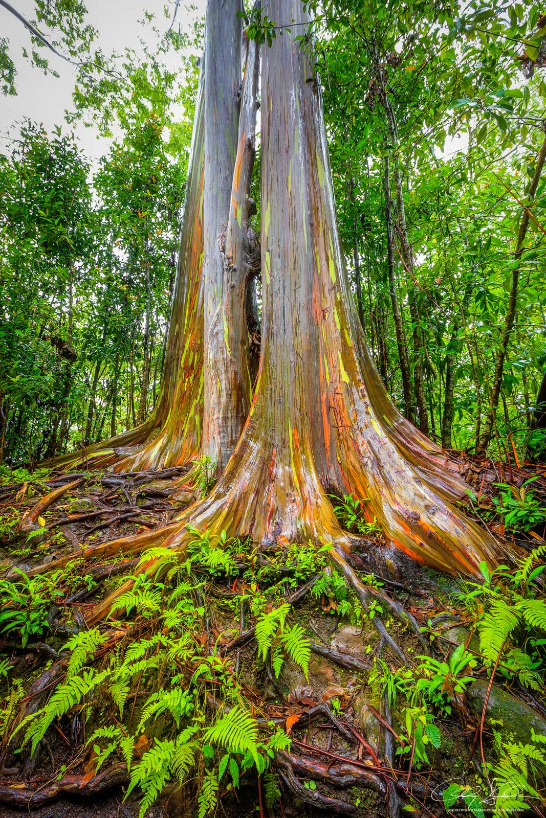 Rainbow Roots