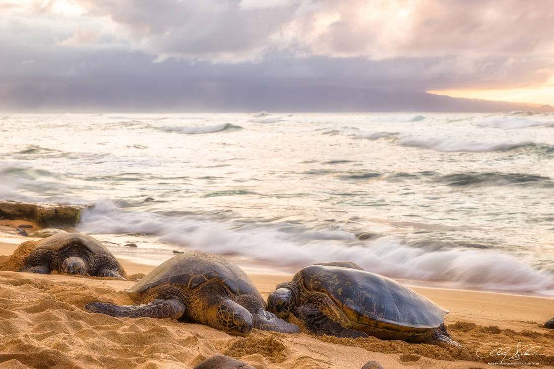 Honu Love by AndrewShoemaker