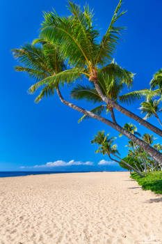 Ka'anapali Palms