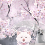 - Sakura and rain