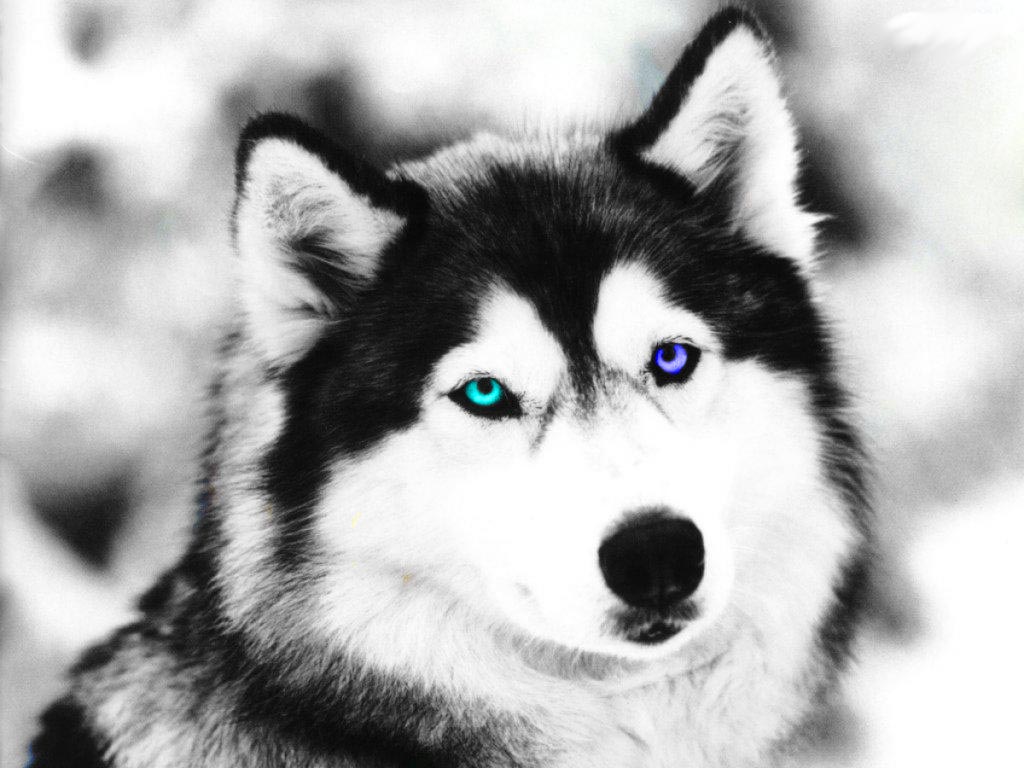 black and white wolf dog