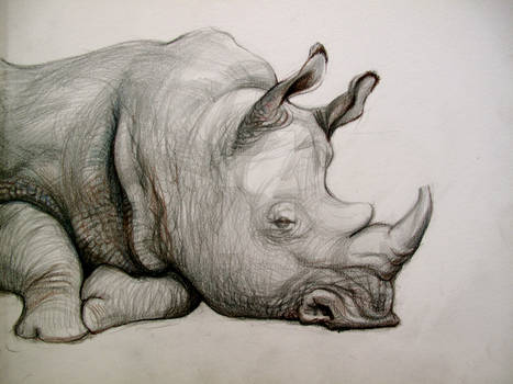 Bored Rhino