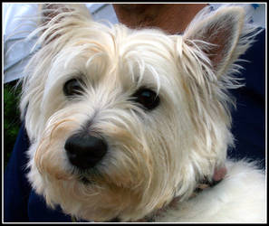 Westie