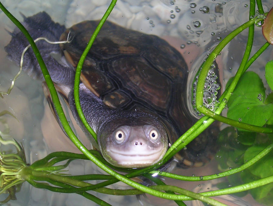 happy turtle by Lupustag