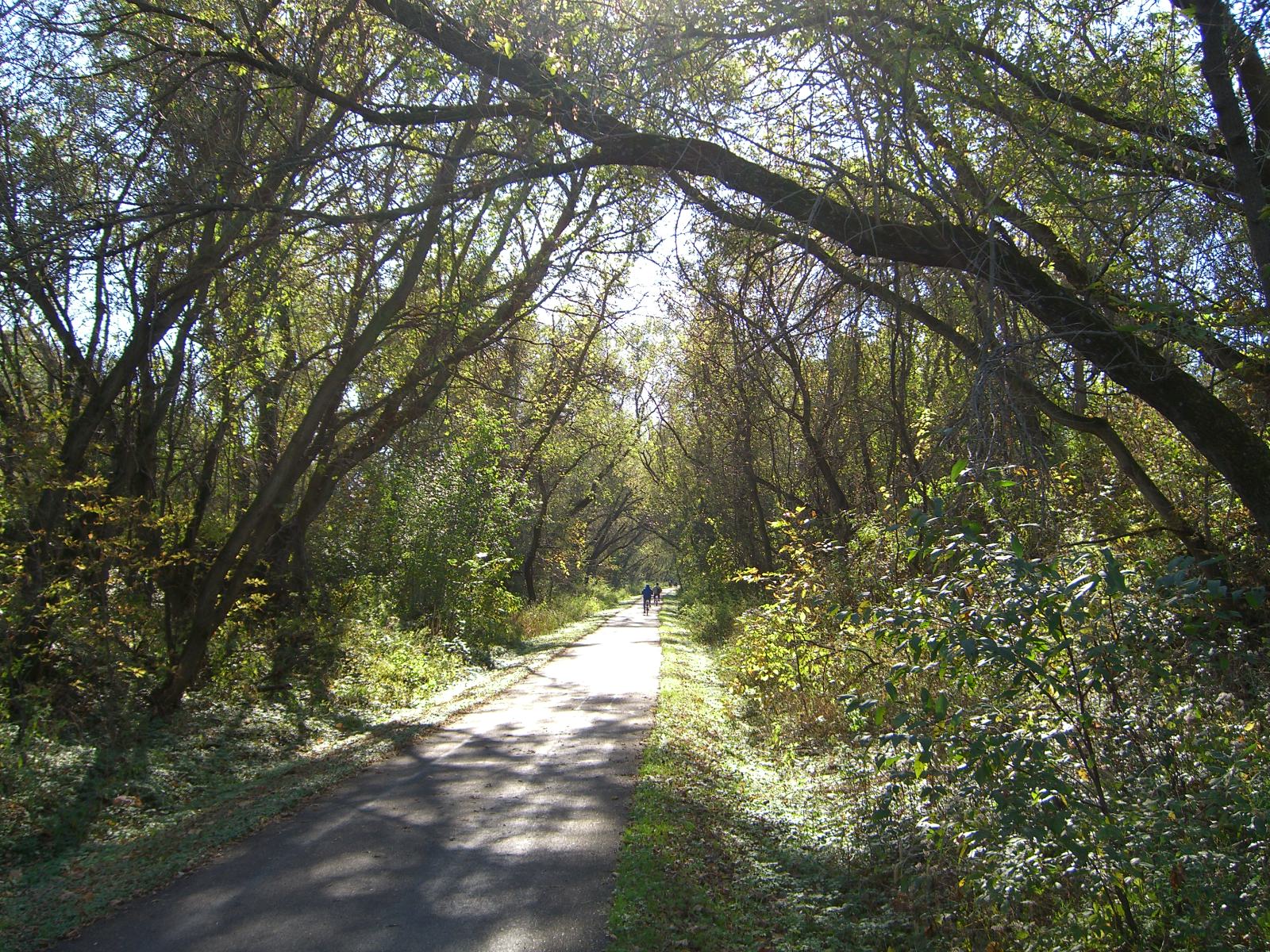 Tree tunnel