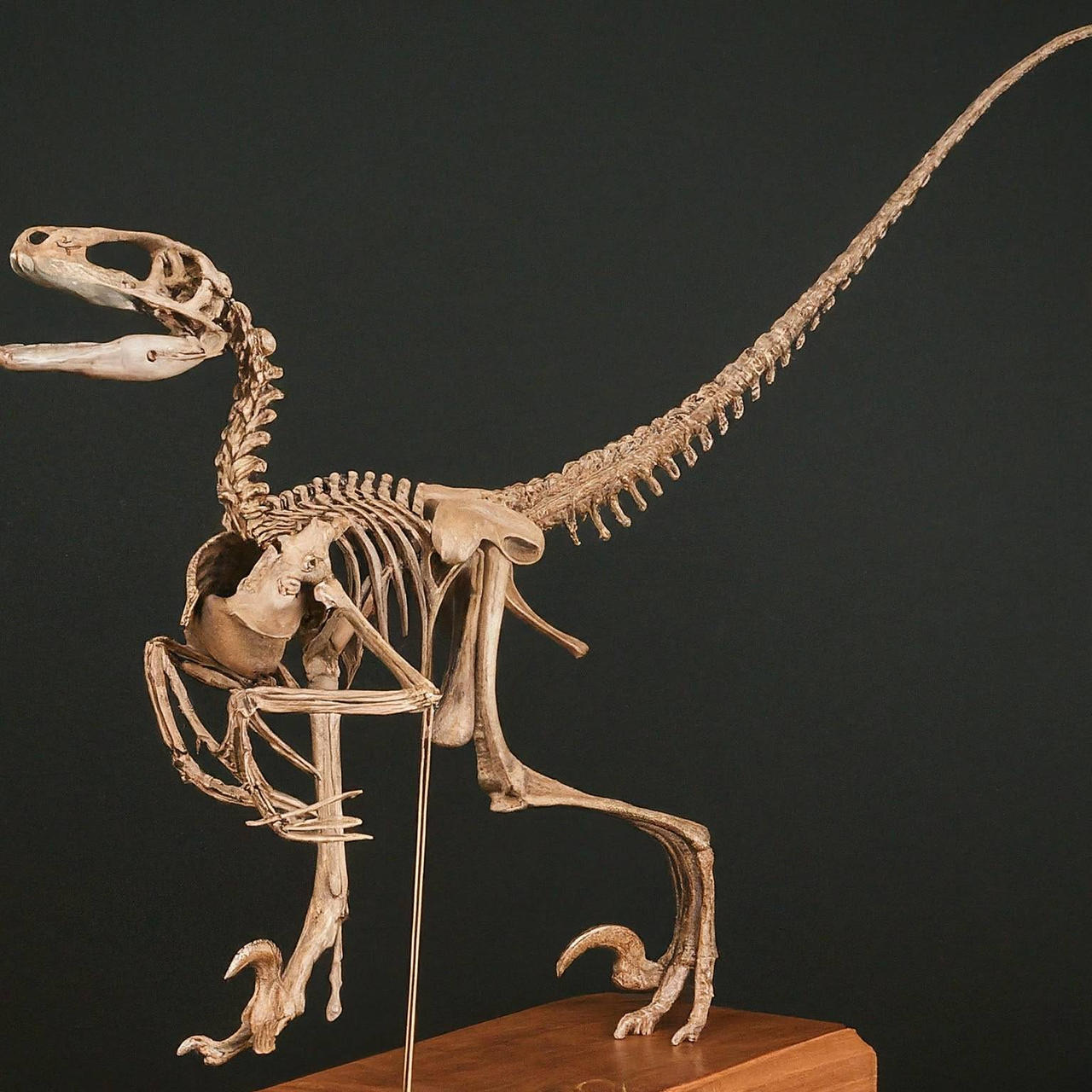 Velociraptor Skeleton by prehistoricpark96 on DeviantArt