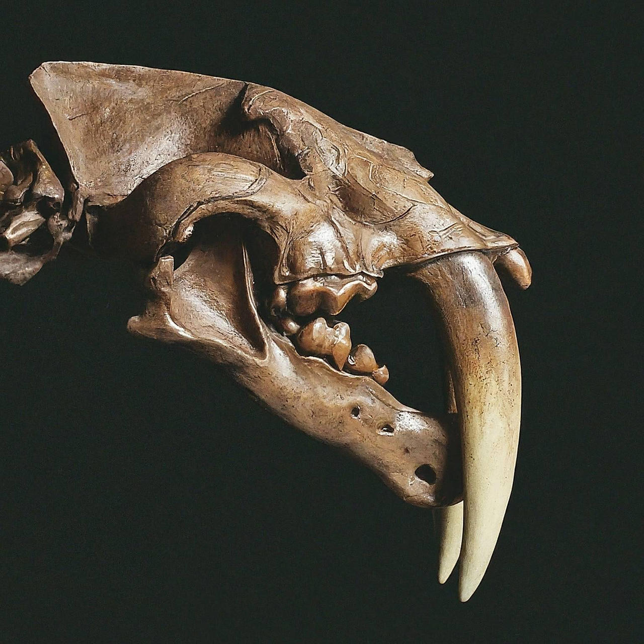 Smilodon Skull Smilodon Scaled Skull Fossil Crates smilodon-skull-smilodon-scaled-skull-fossil-crates