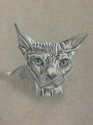 Sphynx