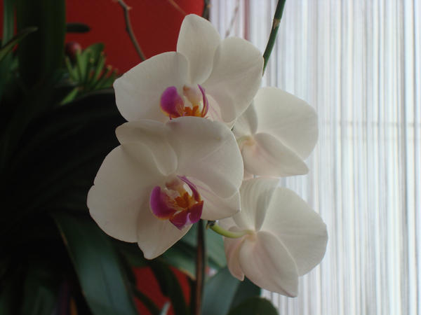 Stock: Orchid2