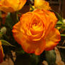 Stock: Orange Rose