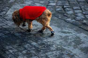 Dog with boots