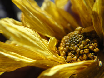 Stunning Sunflower