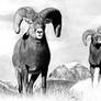 Bighorn Rams