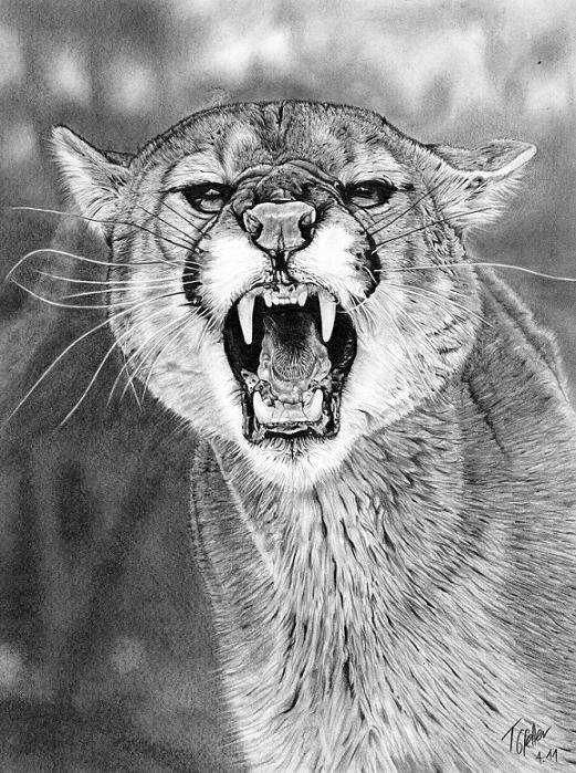 Cougar by Tobias20 on DeviantArt