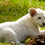 White Lion Cub