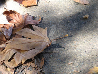 Leaf in the Quad