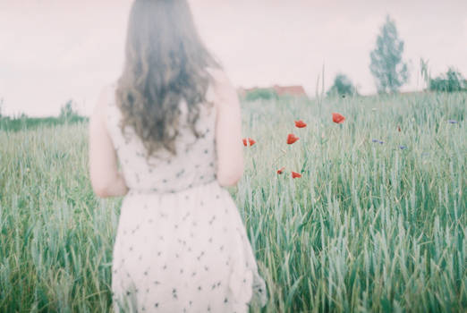 poppies