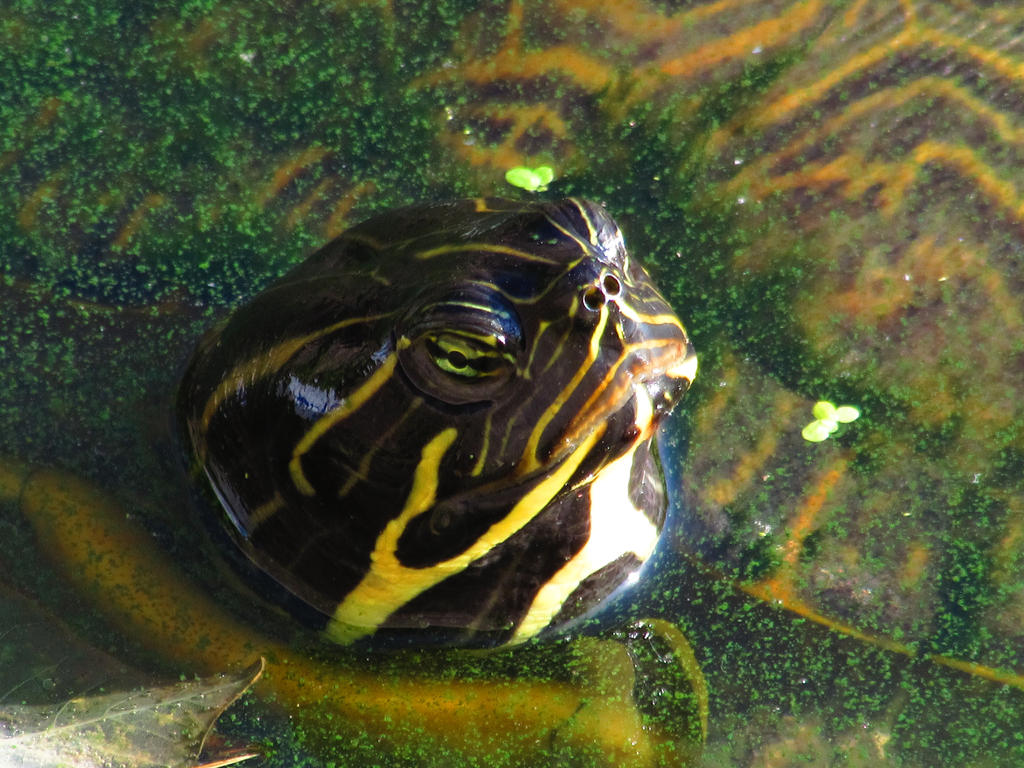 The grumpy turtle by adenisej25 on DeviantArt