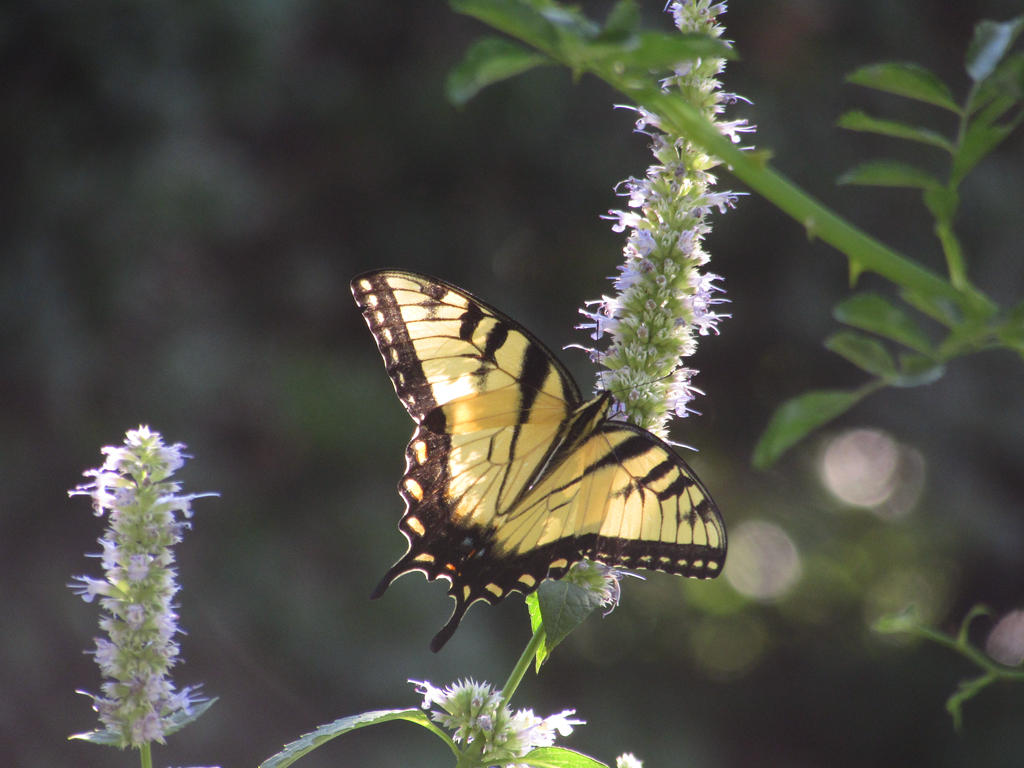 Beautiful Yellow and Black Butterfly