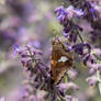 Lavender Butterfly