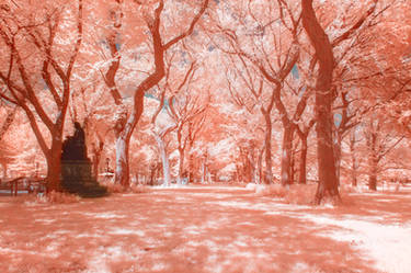 Enchanted Central Park