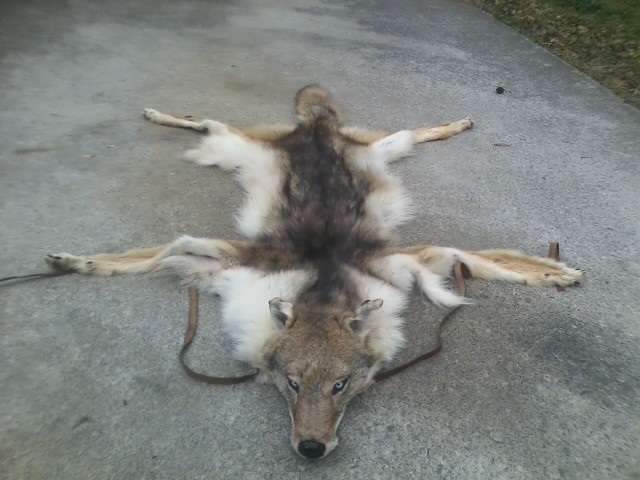 wolf laid out