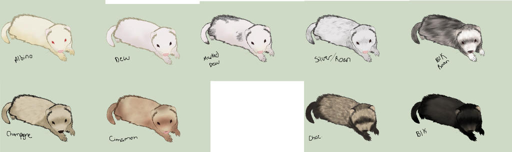 Ferret Color Patterns Ferret Colour Chart WIP by WeaselWomanCreations on DeviantArt