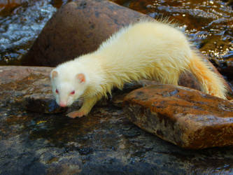 Albino River Queen by WeaselWomanCreations