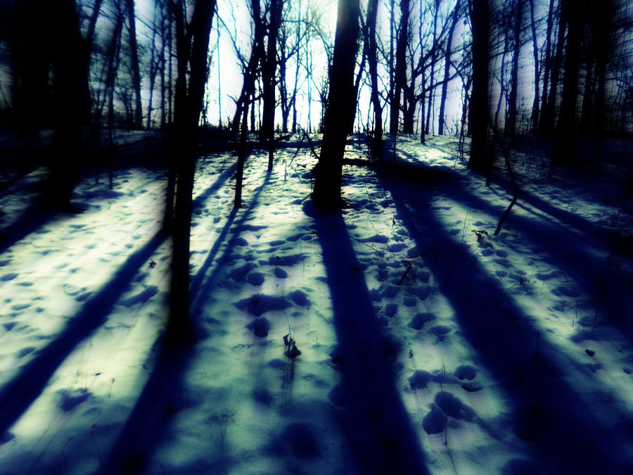 Spooky Winter Forest