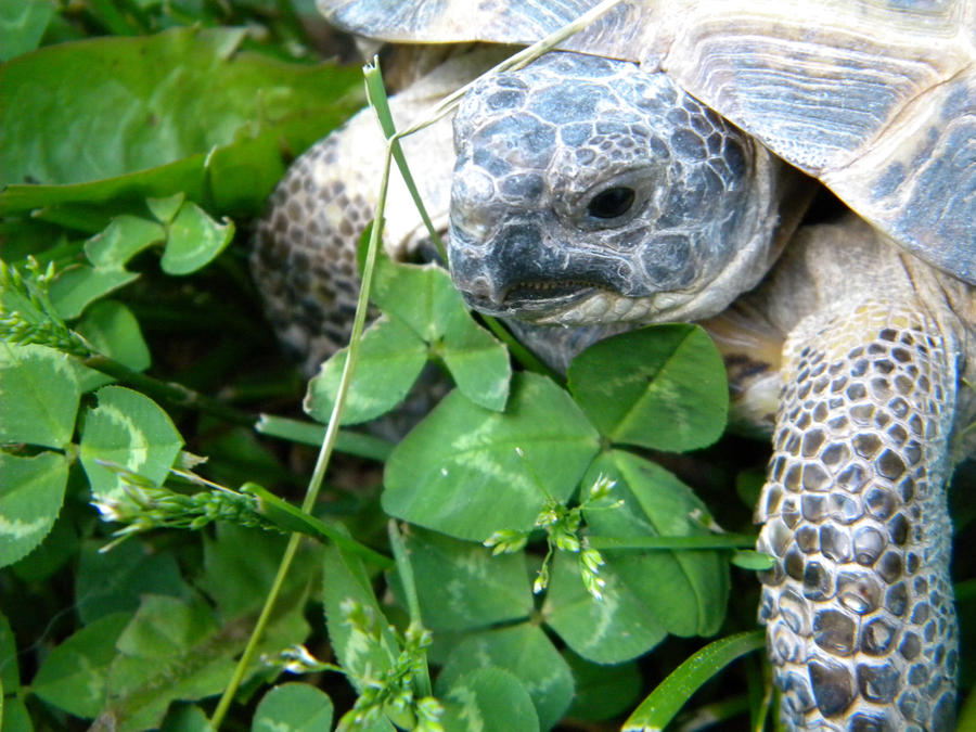 urtle the turtle by Ktlee92487 on DeviantArt