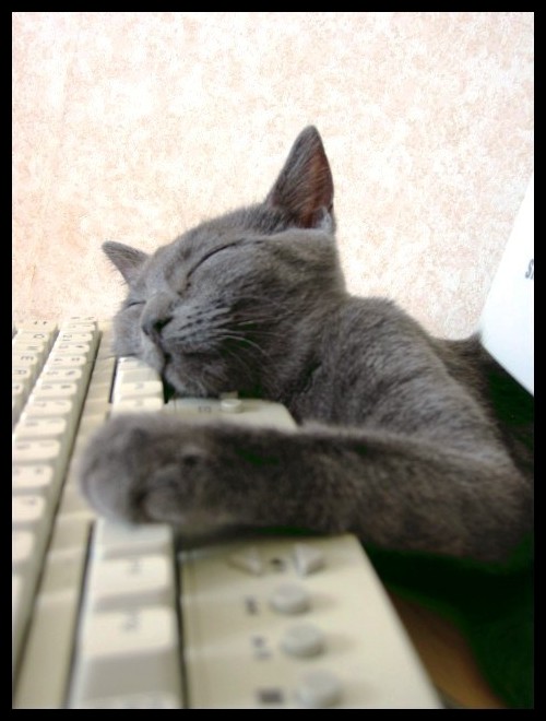 Sleeping on the keyboard