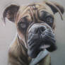 Boxer portrait