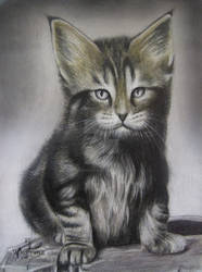 Maine Coon kitten  in colored pencil