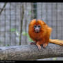 Zoo de la Palmyre - Tamarin lion dore