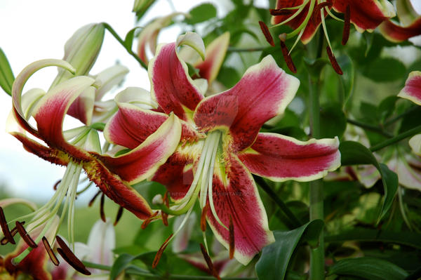 Null Lily Lily 3 by neonnchrome on DeviantArt