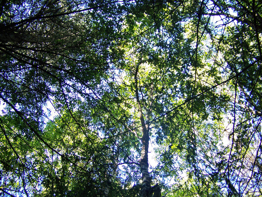 Tree Canopy- Texture by Just-A-Little-Knotty on DeviantArt