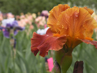 Spring Iris