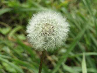 Dandelion seed head