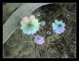 Rainbow - Centaurea cyanus