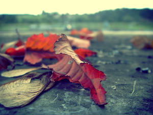 autumn