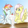 FlutterShy and Rainbow Dash